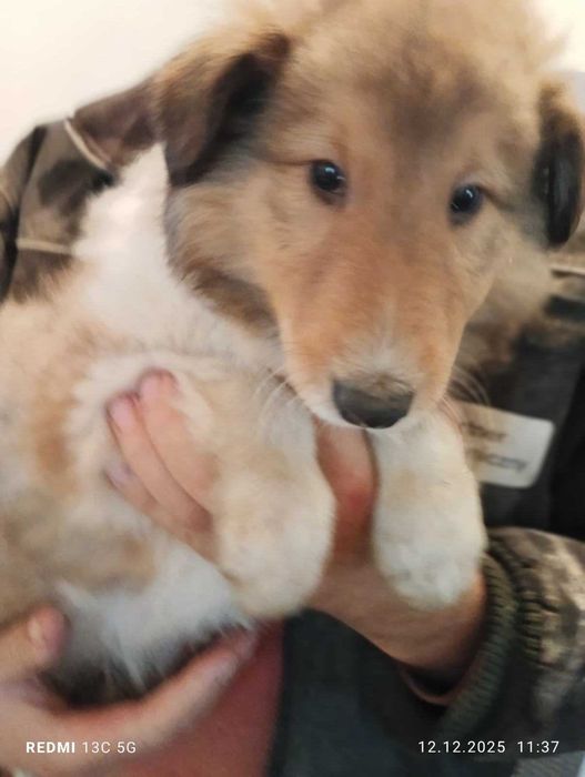 Owczarki szkockie szukaja kochajacego domu