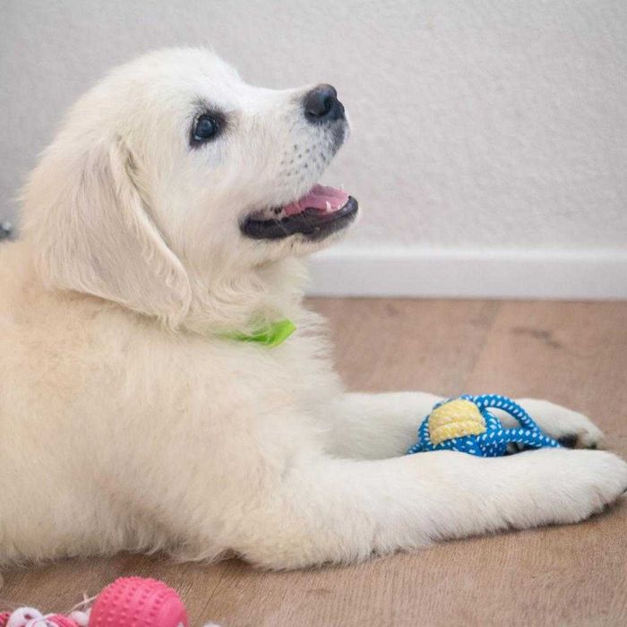 Piękny piesek Golden Retriever- GOTOWY do zmiany domku
