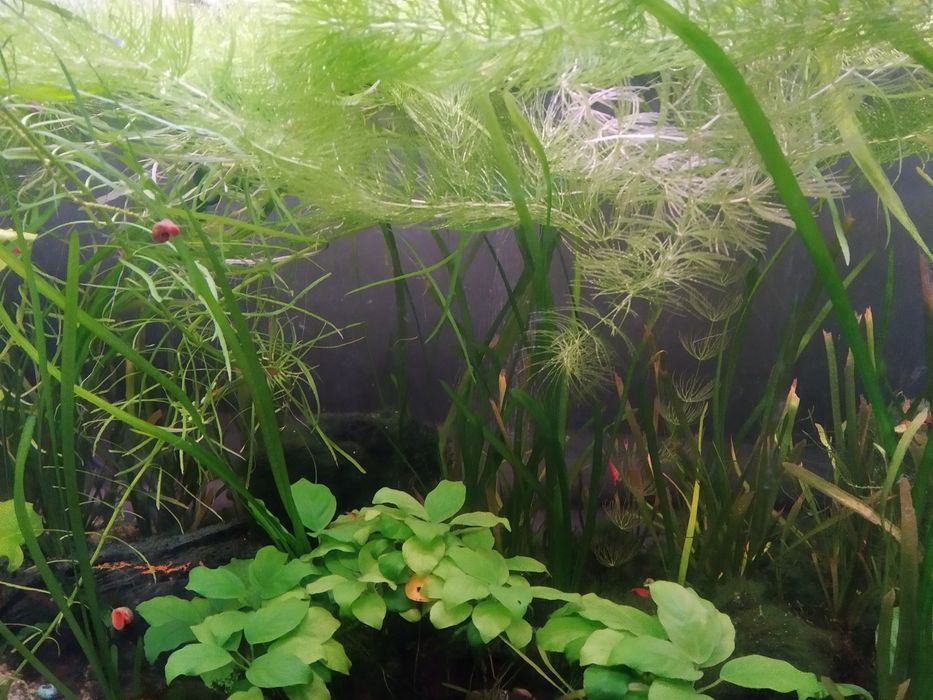 Limnofilia  wyprzedaż rośliny do akwarium akwariowe z przycinki