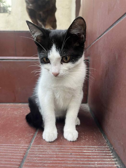 słodki kotek szuka domu