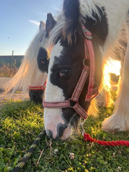 Ogierek Gypsy Cob - Tinker