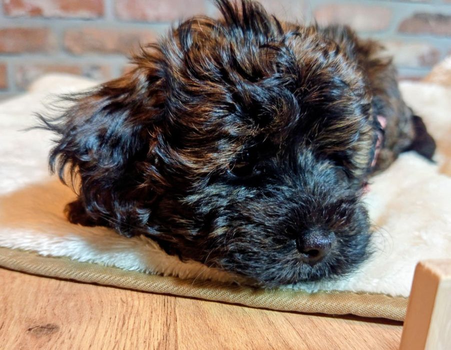 Maltipoo-Havapoo f1 sunia o imieniu Barbi tricolor