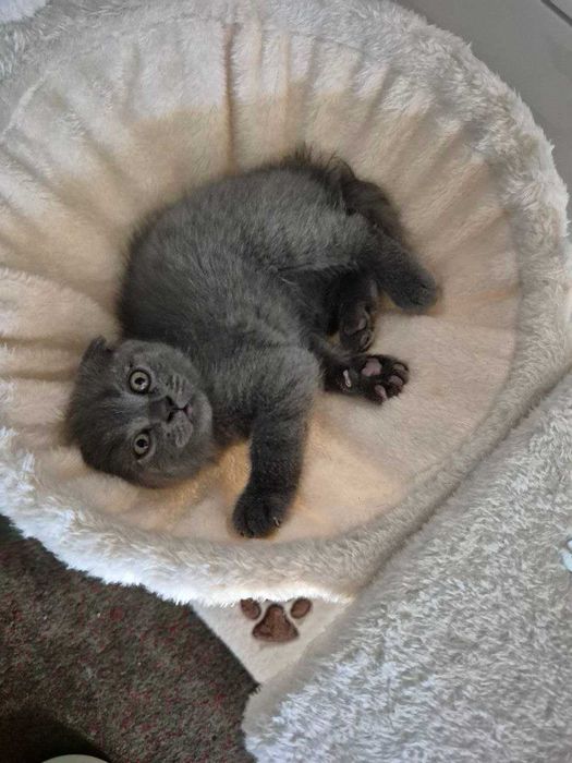 Gatinho Scotish Fold