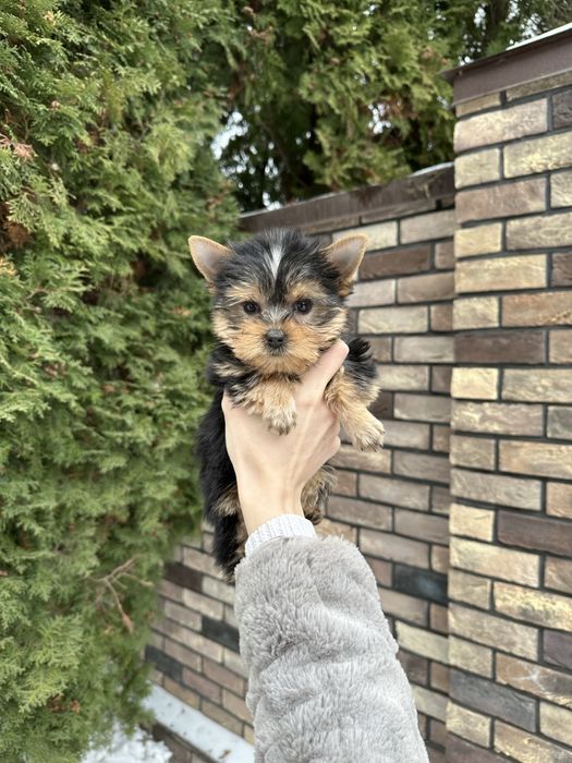 Дівчинка йорк міні