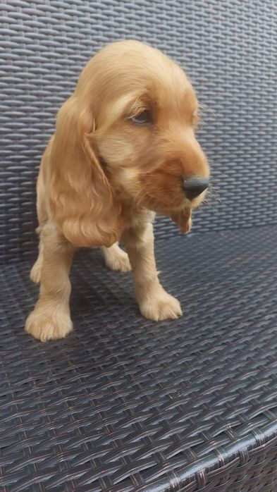 Cocker spaniel rudy samiec