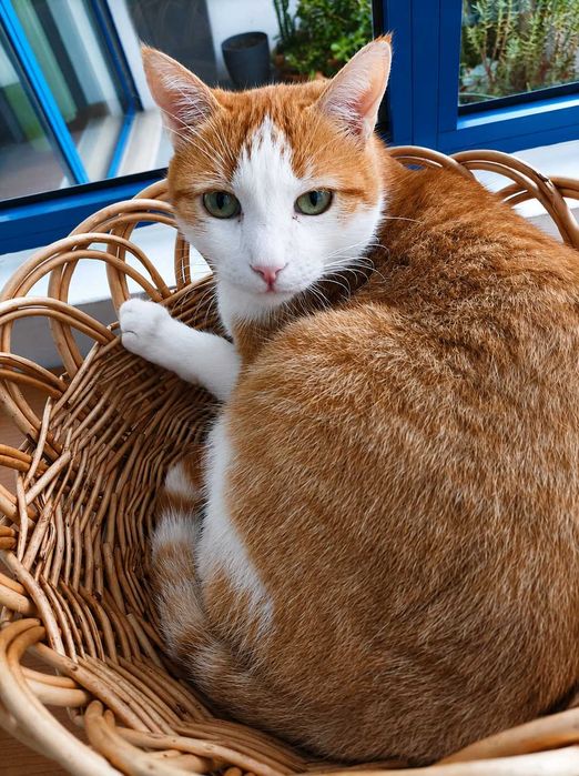 CASTRADO | Gato vacinado disponível para Adoção Responsável