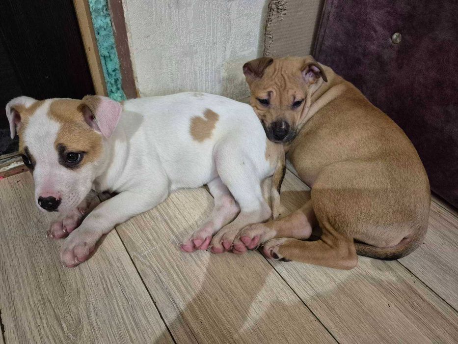 Продам щенков Амстаффа