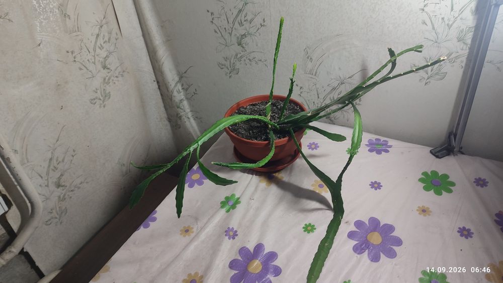 Эпіфілум червоний (Epiphyllum)