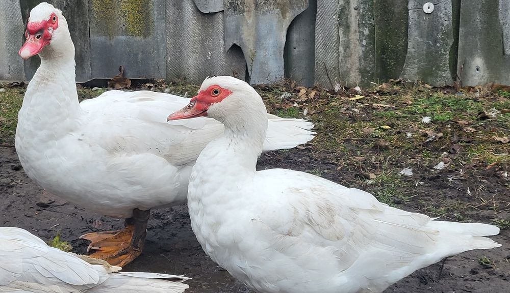 Инкубационное яйцо  мускусной утки, индоутки тяжелой линии Белые