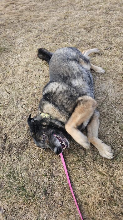 suczka do adopcji