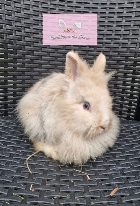 Coelhos anões mini leon head