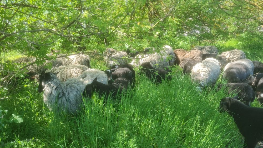 Продаємо вівці романовска. Мясо ребро з битком.