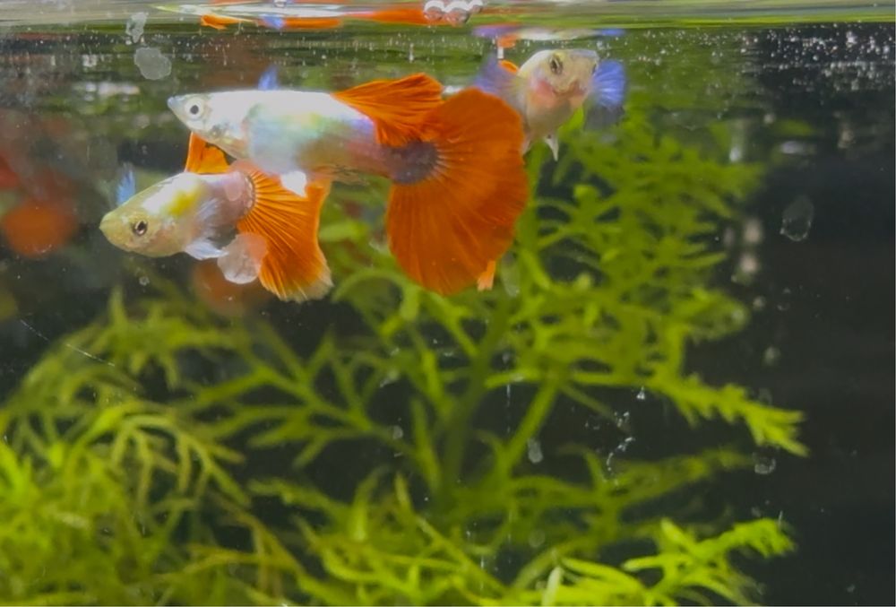 Casais Guppy Sky Blue