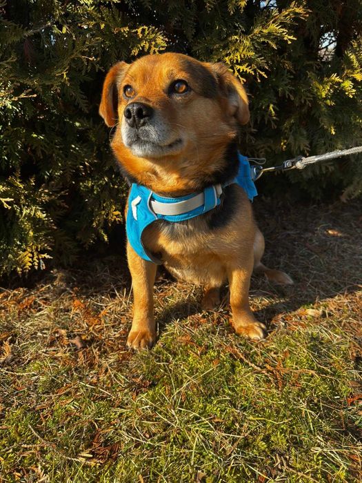 Teddy szuka domu 1,5 kg