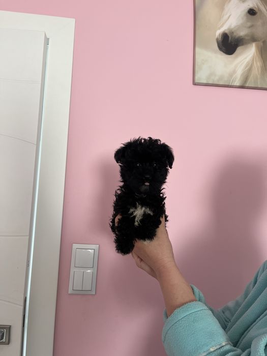 Odchowana mini sunia  Maltipoo XXS  Maltańczyk x Pudel Toy