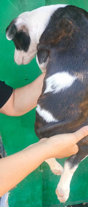 Дівчинка амстаффа