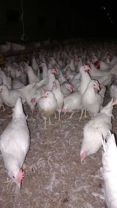 Leghorn Najlepsze Nioski 24 tygodnie!