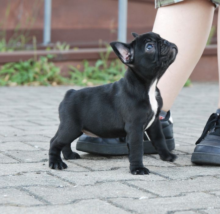 Buldog francuski FCI ZKwP