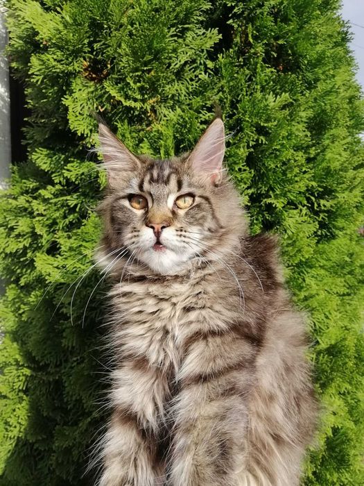 Кошечка, черный мрамор Мейн Кун