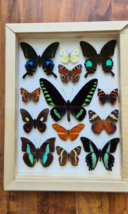 Gablotka motyle Trogonoptera Papilio Heliconius i inne na ścianę