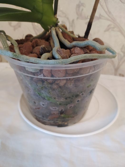 Продам дві орхідеї.