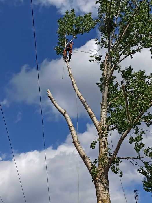 Usuwanie drzew trudnych !