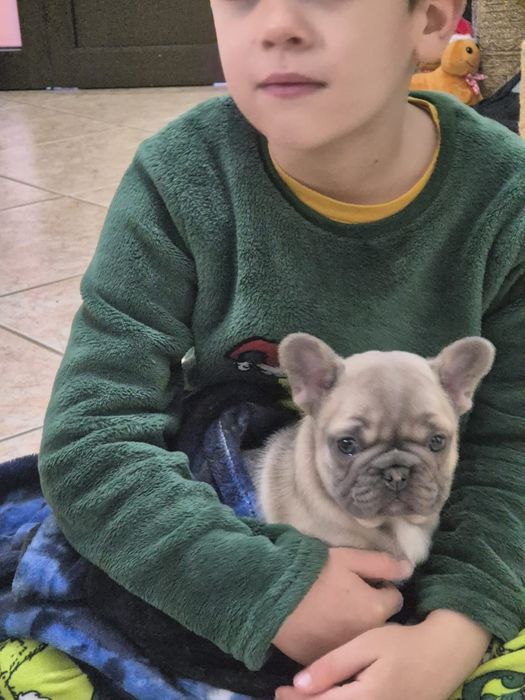 Bulldog Francês Blue Fawn