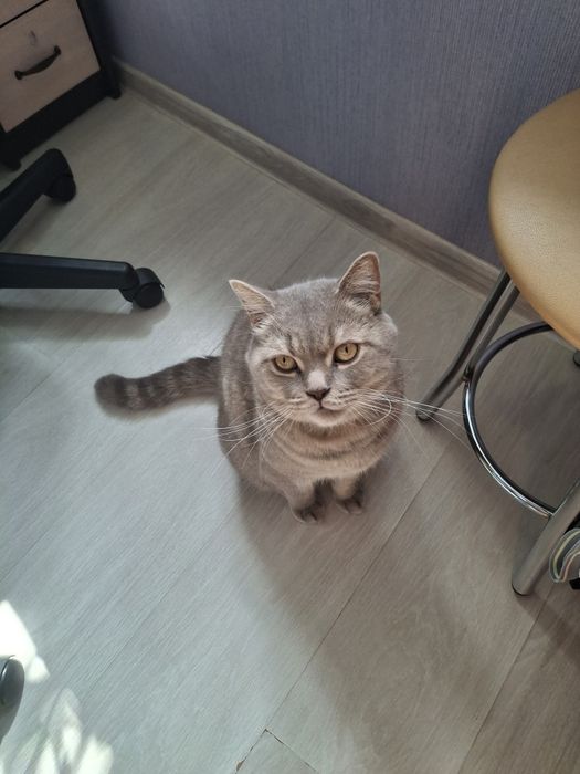 Британський прямовухий