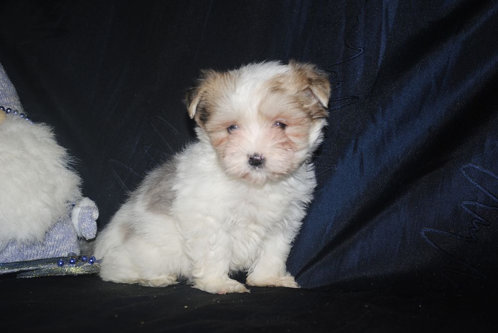 Йорик з голубим оком в окрасі блубері