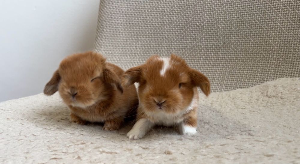 Karzełek Baranek/Mini Lop - Rodowód/Metryka Królik Króliki