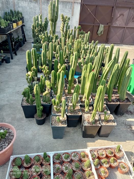 Trichocereus pachanoi