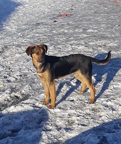 Nela- szczeniak z Sobolewa pies suczka