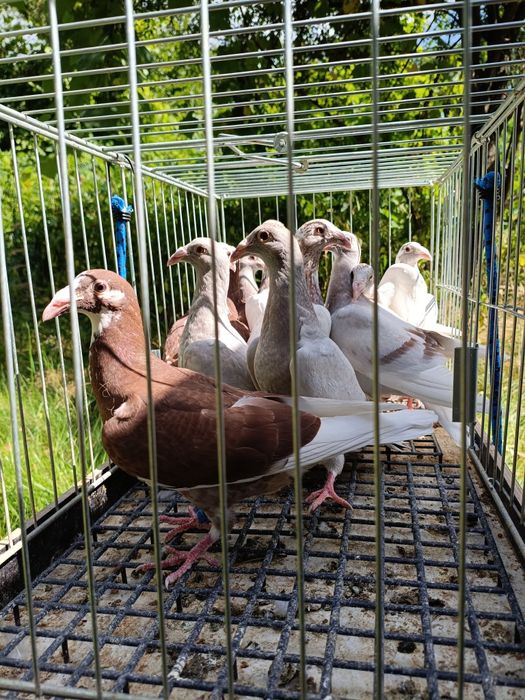 Golebie staropolskie