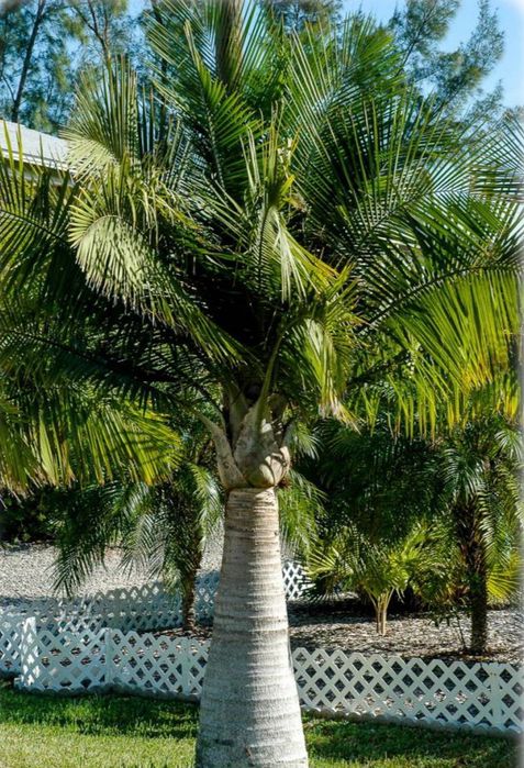 Palmeiras majestosas, Ravenea rivularis,