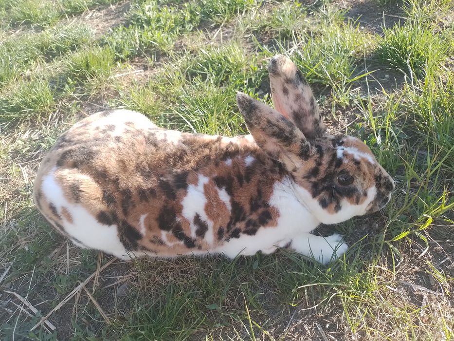 królik rex trójbarwny samiec