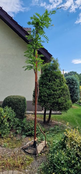 Glicynia sadzonki ok 1-2mb możliwość wysyłki