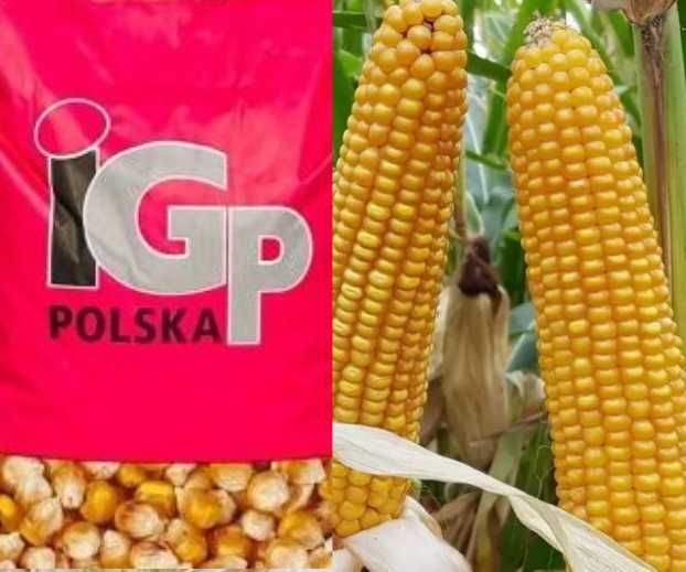 Nasiona kukurydzy IGP Codizouk, Kokuna, Sunbird