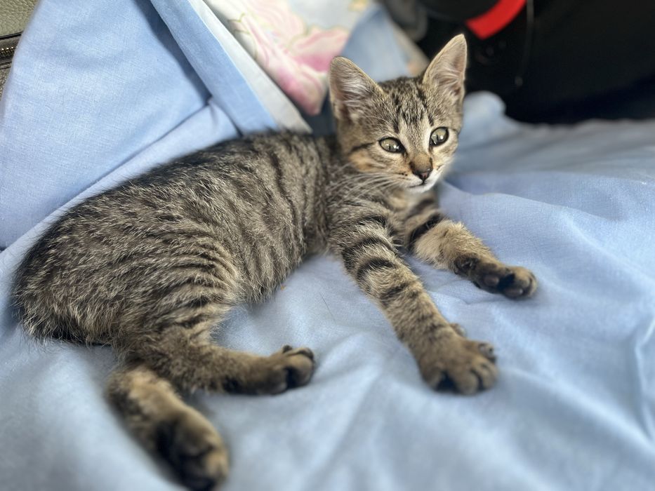 Кошеня в добрі роки