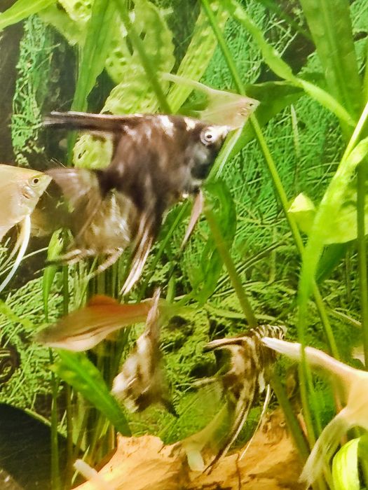 Skalary Marmur Czarny