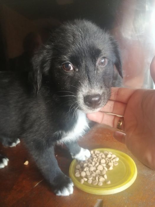 Отдам привезенных щенков