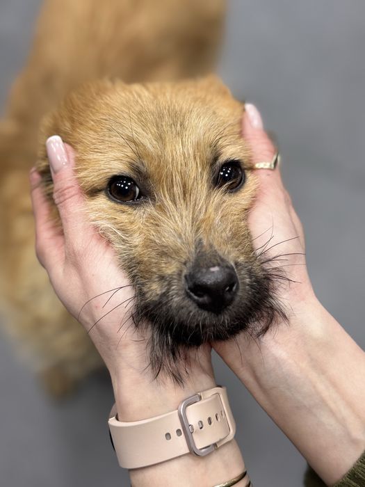 Цуценя хлопчик в добрі руки.