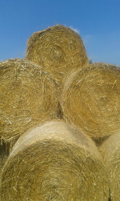 Sprzedam słomę  jęczmionkę (suchą)