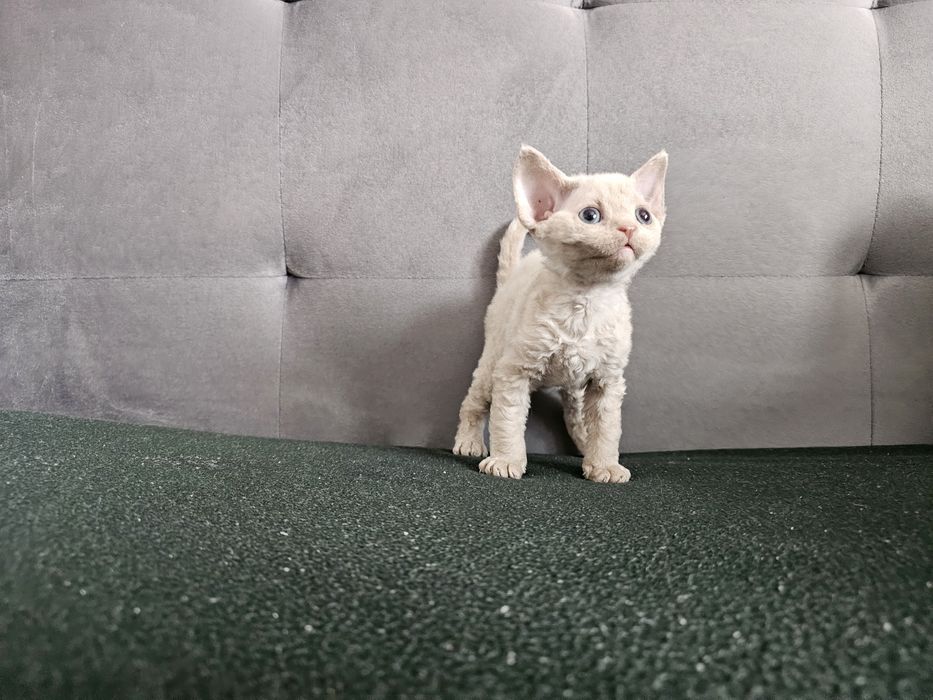 Kociak Devon rex, rodowód FPL