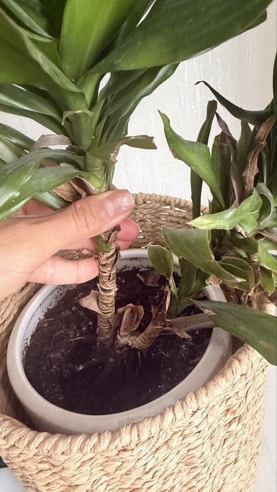 драцена компактна Dracaena Compacta