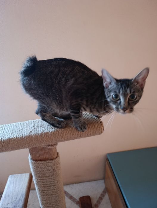 Курильский бобтейл