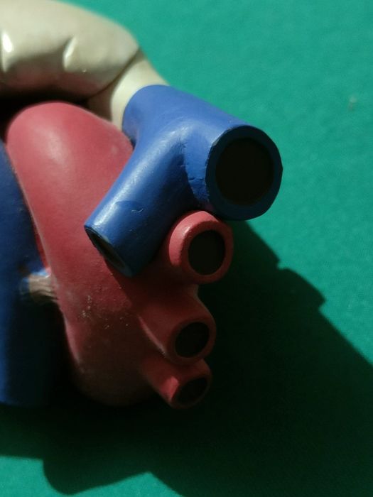 Modelo De Coração Humano