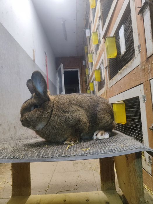 Królik Wiedeński Szary