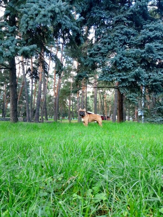 Французький Бульдог хлопчик з родоводом