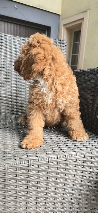 Cockapoo/ dziewczynka