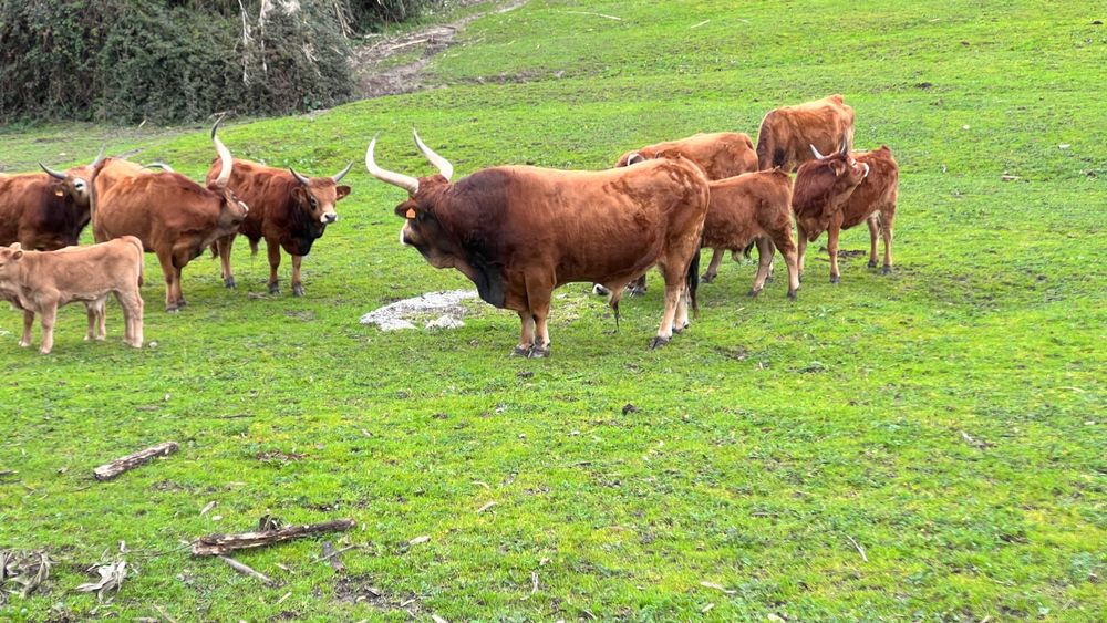 Boi Cacheno - Modo de Produção Biológico